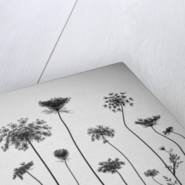 Cow parsley by Assaf Frank